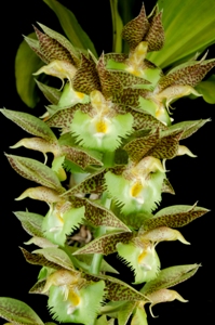 Catasetum Millie's Frilly Dragon SVO Frills AM/AOS 84 pts.